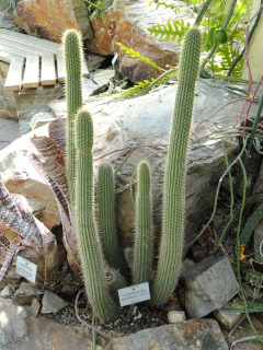 Cleistocactus tominensis DSC08108.JPG