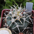 Coryphantha poselgeriana "Elaparo"