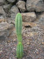 Echinopsis lageniformis 3.jpg