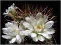 Gymnocalycium schickendantzii 02.jpg