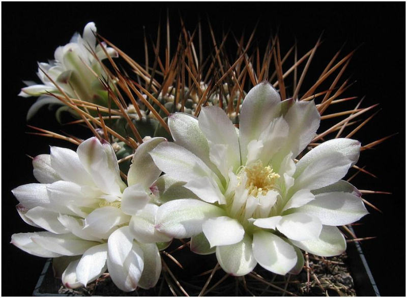 Файл:Gymnocalycium schickendantzii 02.jpg