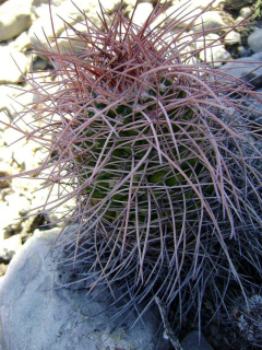Mammillaria carnea 6x.jpg