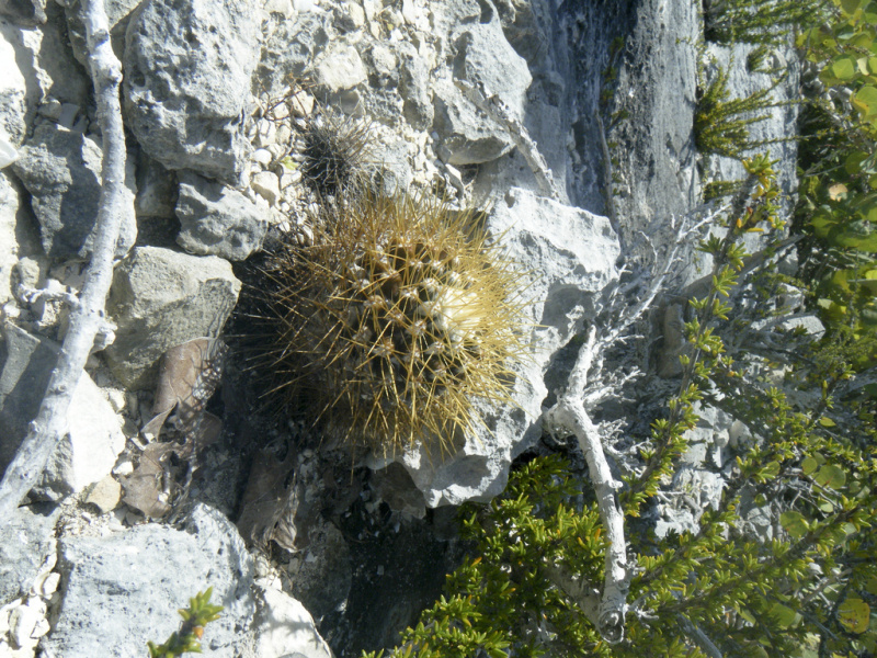 Файл:Mammillaria nivosa b.jpg