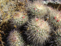 Mammillaria petterssonii 1h.jpg