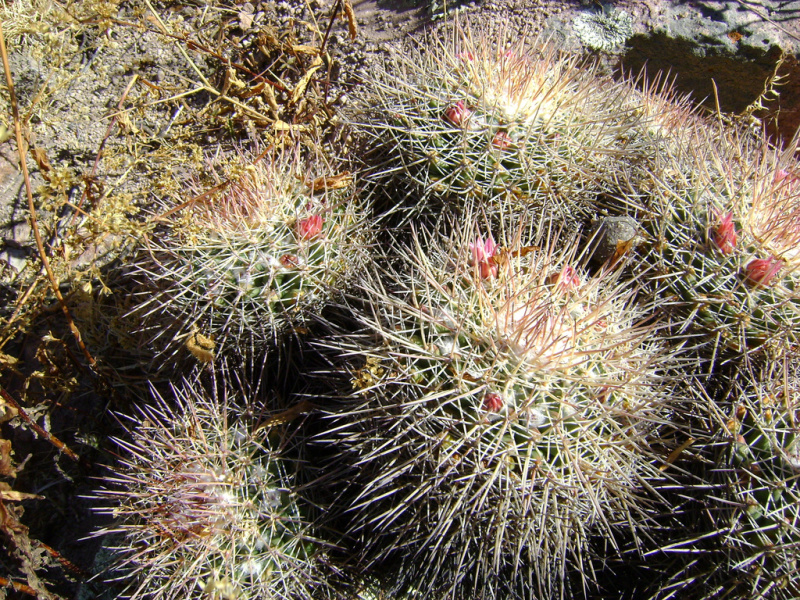 Файл:Mammillaria petterssonii 1h.jpg