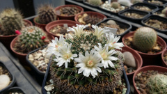 Mammillaria roseoalba 1.jpg
