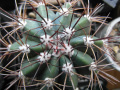 Melocactus azureus 4.JPG