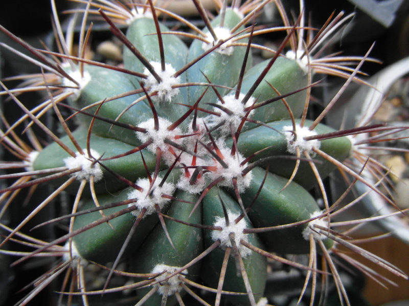 Файл:Melocactus azureus 4.JPG