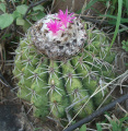 Melocactus curvispinus ssp. caesius