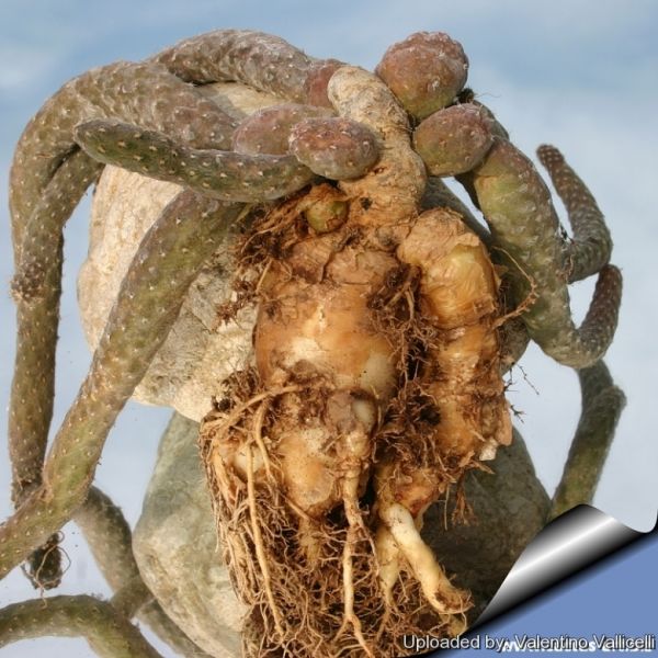 Файл:Pterocactus reticulatus 11370.jpg