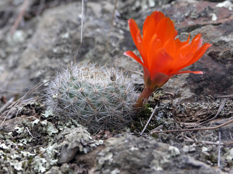 Файл:Rebutia sp. hab.jpg