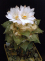 Ariocarpus retusus var. furfuraceus 3.JPG