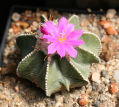 Aztekium hintonii 3.jpg