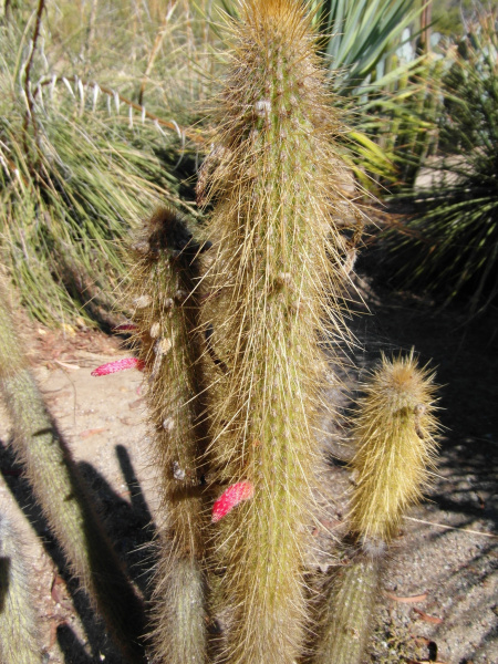 Файл:Cleistocactus hyalacanthus 22.JPG