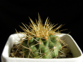 Copiapoa cinerea ssp. haseltoniana 2.jpg
