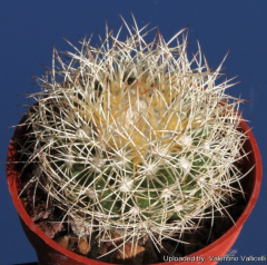 Discocactus zehntneri 6582.jpg