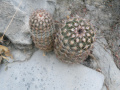Echinocereus reichenbachii ssp. armatus 02.jpg