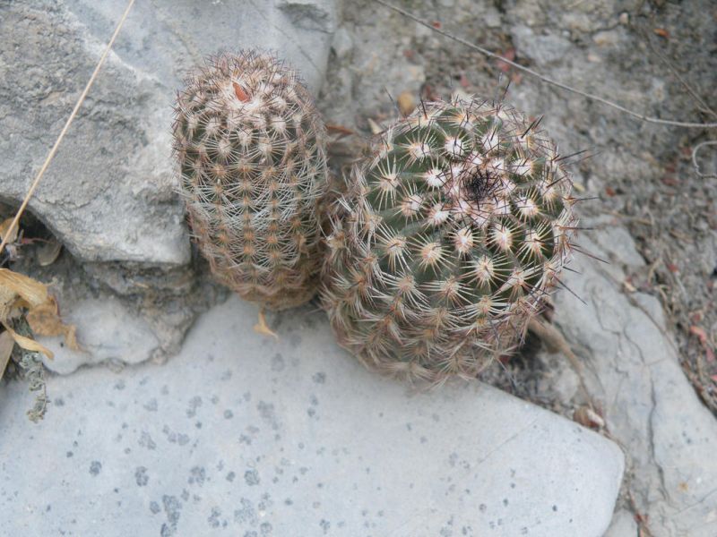 Файл:Echinocereus reichenbachii ssp. armatus 02.jpg