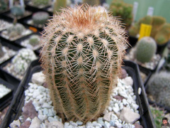 Echinocereus reichenbachii ssp. baileyi.jpg