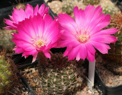 Echinopsis backebergii ssp. backebergii.jpg