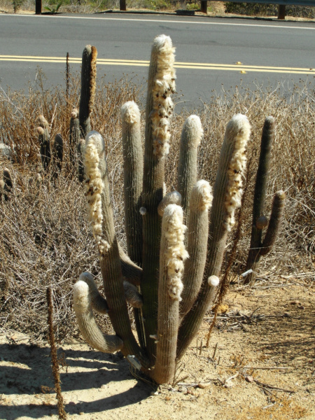 Файл:Espostoa lanata SD80.JPG