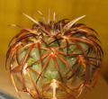 Gymnocalycium spegazzinii ssp. spegazzinii 3.jpg