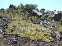 Maihuenia poeppigii 4.JPG