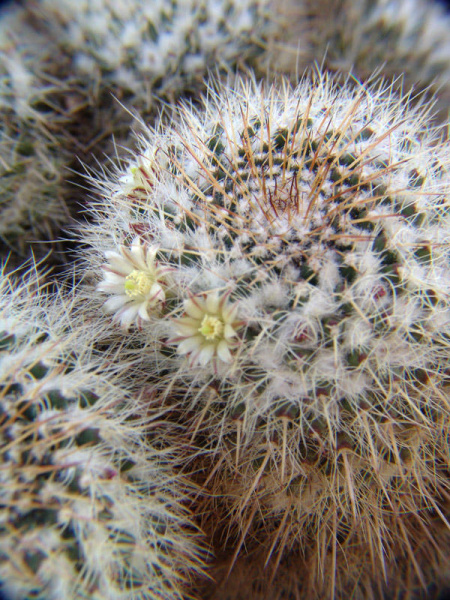 Файл:Mammillaria karwinskiana ssp nepajensis w600.jpg