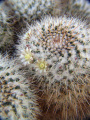 Mammillaria karwinskiana ssp nepajensis w600.jpg
