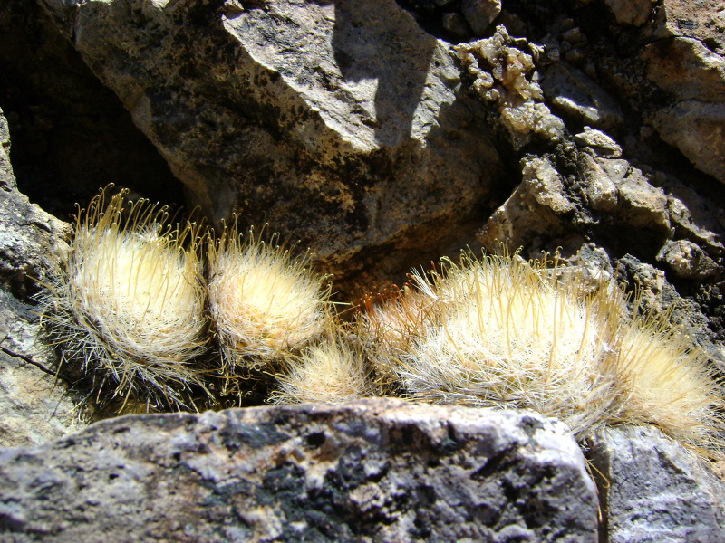Файл:Mammillaria nazasensis 03.jpg
