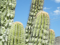 Pachycereus fulviceps