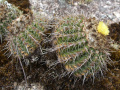 Parodia neoarechavaletae h2.JPG