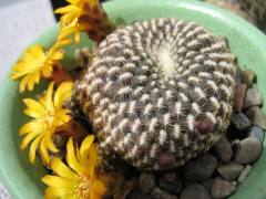 Rebutia arenacea 2.JPG