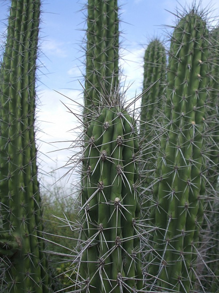 Файл:Stetsonia coryne 11.JPG