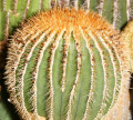 Uebelmannia pectinifera ssp. flavispina