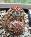 Echinocereus viridiflorus ssp. viridiflorus SB 876