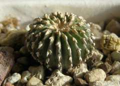 Geohintonia mexicana.jpg
