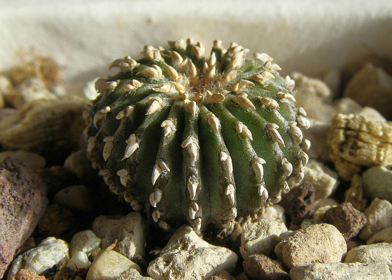 Файл:Geohintonia mexicana.jpg