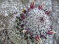 Mammillaria dioica 1.jpg