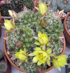 Mammillaria sphaerica.JPG