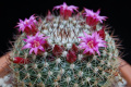 Mammillaria wiesingeri ssp. apamensis v. pratensis Rep 1099.jpg