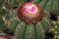 Melocactus braunii