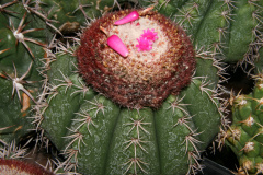 Melocactus braunii 1.jpg