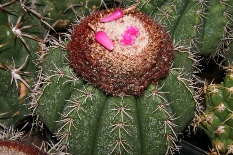Файл:Melocactus braunii 1.jpg