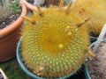 Parodia haselbergii ssp. graessneri 03.jpg