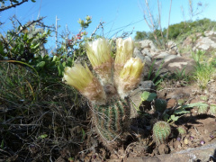 Parodia tenuicylindrica 1.JPG