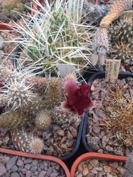 Файл:Pterocactus fischeri 5.jpg