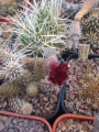Pterocactus fischeri 5.jpg
