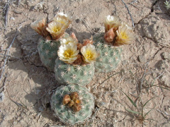 Sclerocactus mesae-verdae 6.jpeg