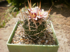 Stenocactus phyllacanthus.jpg